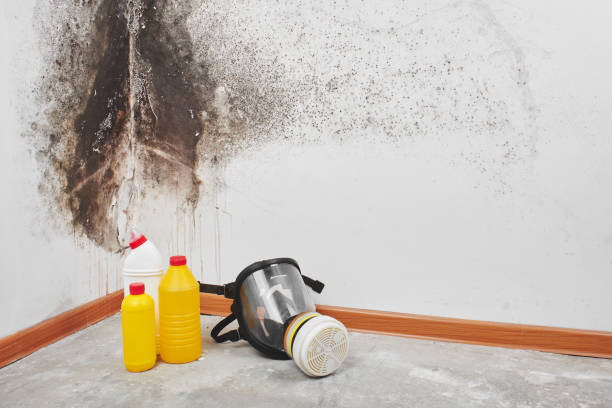 Best Fire Damage Restoration  in Randleman, NC