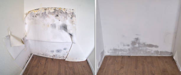 Best Mold removal after water damage  in Randleman, NC